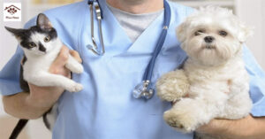 dịch vụ chăm sóc thú cưng