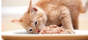 Thức ăn bổ sung canxi cho mèo: Pate cho mèo 