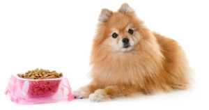 Thức ăn cho chó Phốc sóc 2 tháng tuổi nên cho ăn 1 số loại hạt khô dạng nhỏ, dễ ăn