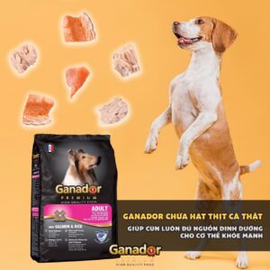 Thức ăn hỗn hợp cho chó GANADOR - 3kg giúp cún yêu phát triển khỏe mạnh