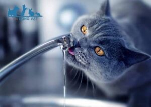 Nước sạch: thức ăn cho mèo anh lông ngắn 