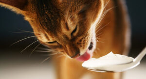 Thức ăn bổ sung canxi cho mèo: Sữa bột cho mèo 
