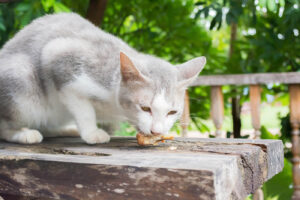 Thức ăn bổ sung canxi cho mèo: Tắm nắng cho mèo 