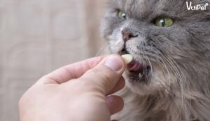 Thức ăn bổ sung canxi cho mèo: viên canxi cho mèo