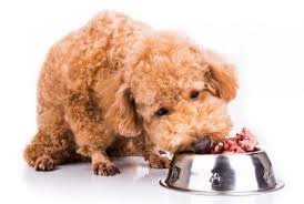 Thức ăn cho chó Poodle 2 tháng tuổi cần được nấu chín mềm hoặc xay nhuyễn.