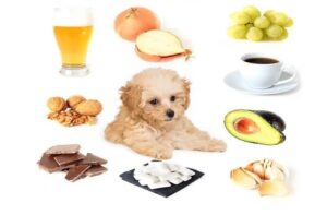 Thức ăn cho chó Poodle 2 tháng tuổi không nên cho ăn nhiều các thực phẩm giàu mỡ, bia, nước ngọt có gas