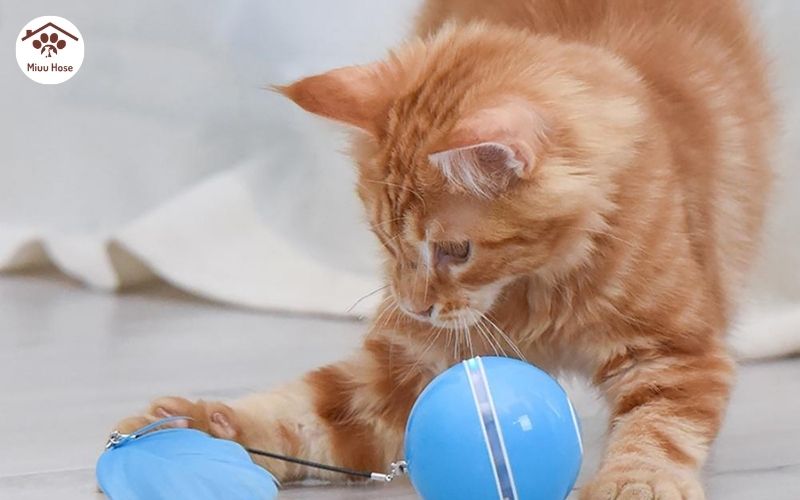 Bóng lăn cho mèo - một món đồ chơi dành cho mèo năng động