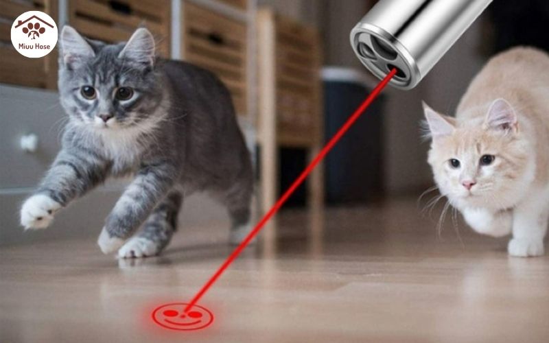 Laser cho mèo, món đồ chơi tăng tướng tác giữa bạn và mèo cưng
