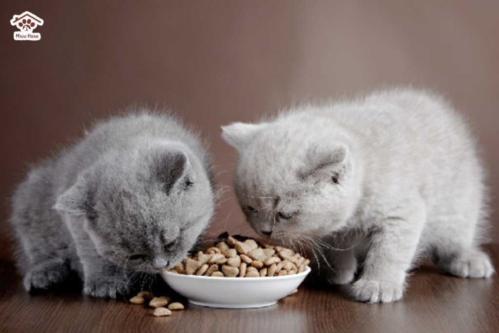 Chưa có cách ăn cho mèo đúng cách gây ra sỏi thận