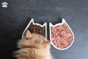 Cách cho ăn hạt với Pate cho mèo trành không bị sỏi thận