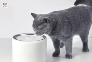 Cho mèo uống nước thường xuyên 