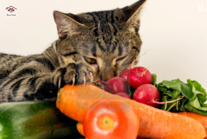Cho mèo bổ xung thêm rau củ